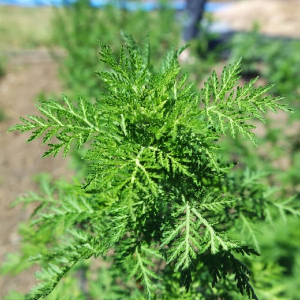 Sweet Annie Organic Artemisia Seed